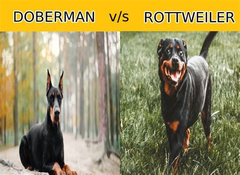 Doberman vs Rottweiler - All That You Need To Know! - DogBreedo