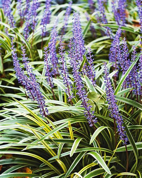 The 19 Best Plants for Edging Flower Beds in Sunny or Shady Spots