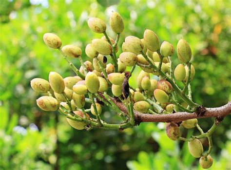 Pistachio Tree for Sale - Buying & Growing Guide - Trees.com