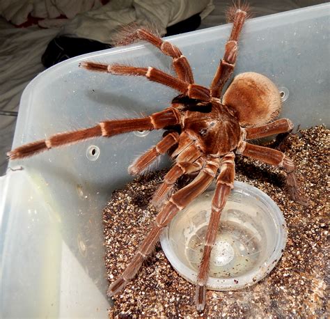 MM Angus - Theraphosa stirmi (Burgandy Goliath Birdeater ) | Tarantula ...