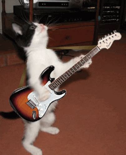 Funny Cat Electric Guitar GIF | GIFDB.com