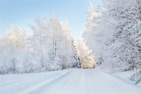 Snowy Trees Wall Mural & Snowy Trees Wallpaper | Wallsauce UK