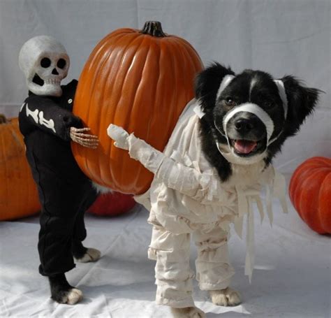 22 Disfraces de Halloween para que pidas dulces con tu perro