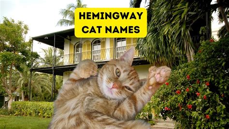 100+ Hemingway Cat Names for Polydactyl Cats Pin by egor mikhaylov on *писатели и котики