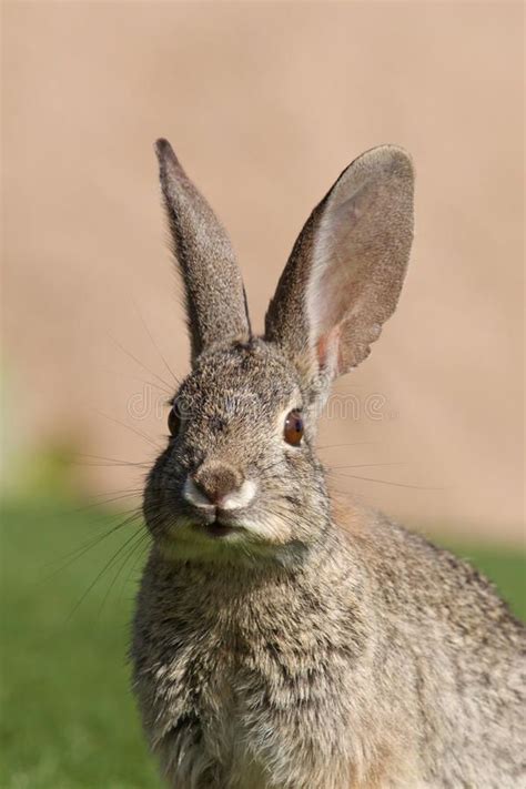 Cottontail Portrait. A close up portrait of a cottontail rabbit r , #Aff, #close, #Portrait, # ...