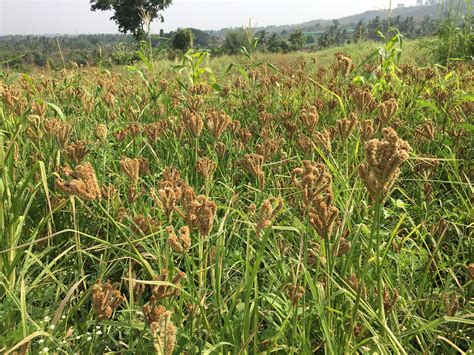 Growing Millets (ancient grain) – Bhaskara Kempaiah – Medium