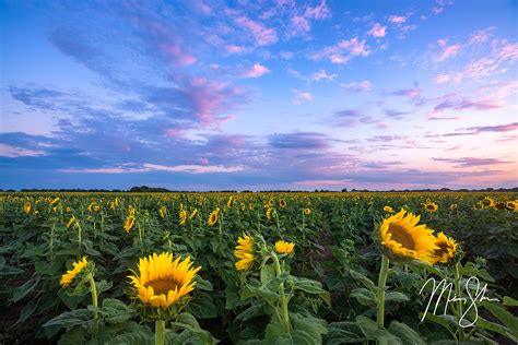 The Best Kansas Sunflower Fields – Mickey Shannon Photography