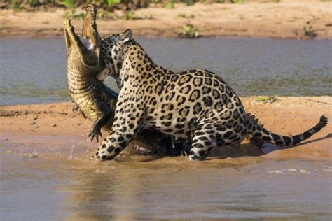 Jaguar vs crocodile - who wins? - Pictolic