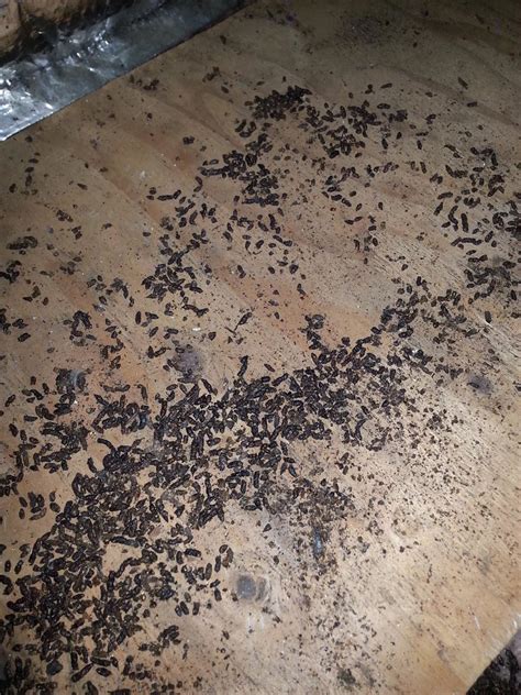 Wildlife Removal - Bat droppings - Bat droppings close up in Marlboro, New Jersey