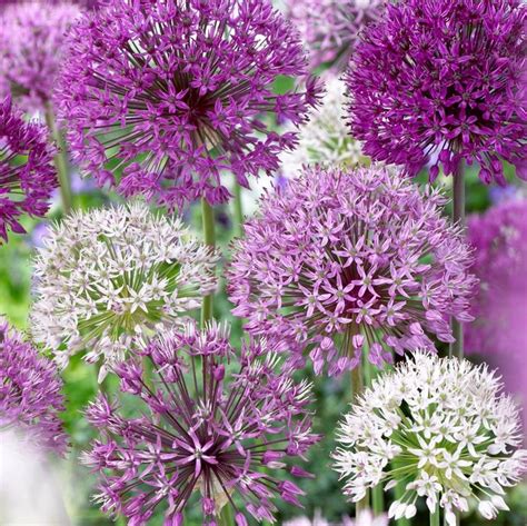 Allium giant 'Mixture' Ornamental Onion from ADR Bulbs