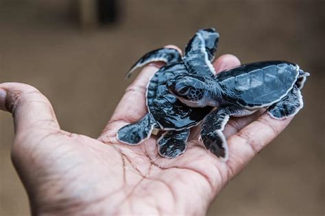 Worlds Smallest Turtle Species