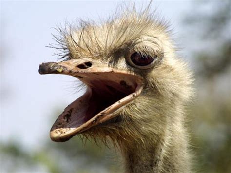 Ostrich Facts For Kids | Ostrich Diet & Habitat