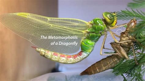 A Fascinating Timelapse of a Dragonfly As It Transforms From Nymph to Fully Winged Adult