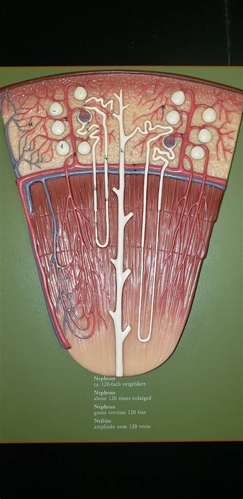 nephron in renal pyramid Diagram | Quizlet