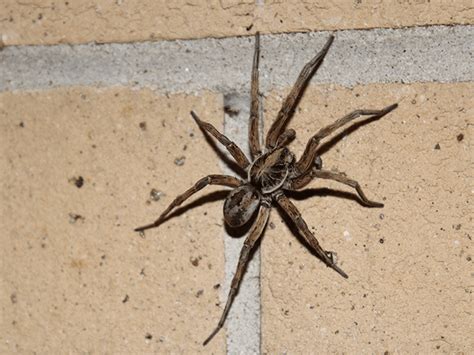 How To Exterminate & Prevent Wolf Spiders In New Jersey