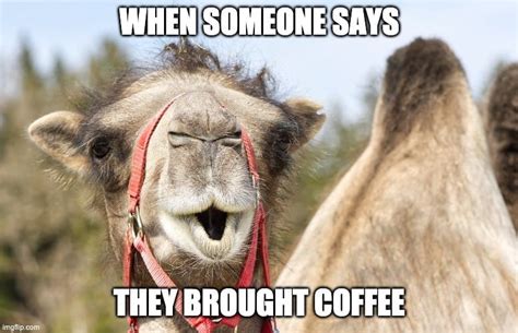 Wednesday Coffee Memes: 30+ Hilarious Hump Day Jokes | Coffee Affection