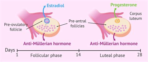 What hormones do the ovaries produce?