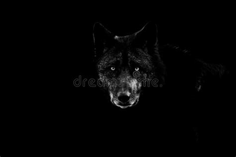 Black Wolf with a Black Background Stock Image - Image of outdoors ...