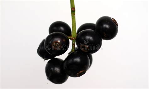 Gowok Fruit stock photo. Image of healthy, vegetarian - 229455374