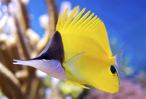 Yellow Longnose Butterflyfish - For The Fishes