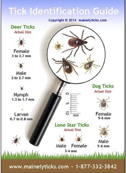 How to Recognize a Deer Tick and Protect Yourself Against Lyme Disease | Catching Health with ...