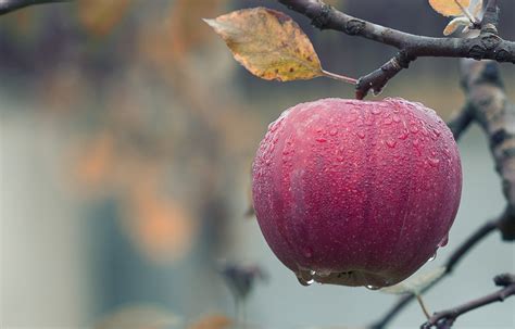 Free HD Apple Images: 10,000+ Stunning Photos of Apples and Fruit - Pixabay