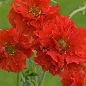 Geum Mrs. Bradshaw Flower Seeds geum Chiloense 50seeds - Etsy