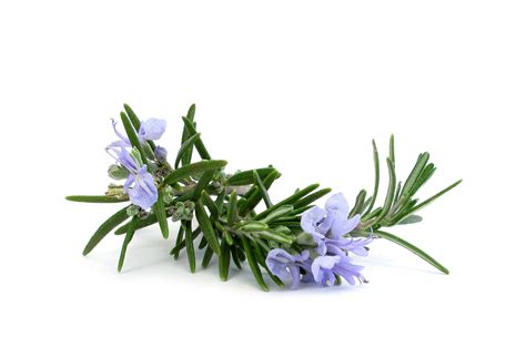 Rosemary leaves - Herbal Oil - Uses - Medicinal values - Health ...