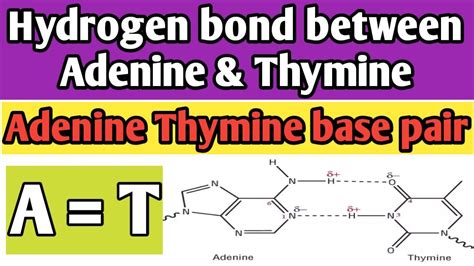 Hydrogen Bonds Between Thymine And Adenine