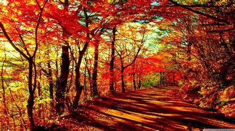 Autumn Forest Wallpaper