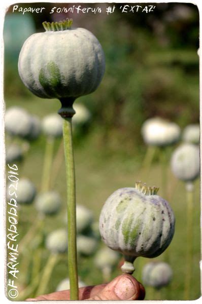 papaver somniferum seeds | Papaver Somniferum SEEDS POPPY HERBS FRUIT WILD FLOWERS