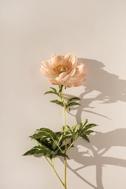 Premium Photo | Elegant aesthetic peony flower with sunlight shadows on white background