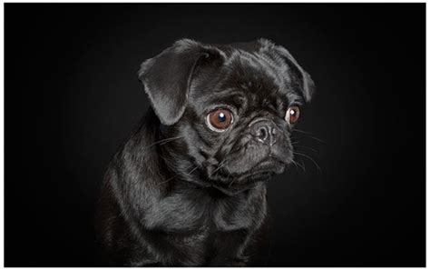 Photo collection captures dogs posing with human-like expressions - ABC7 San Francisco