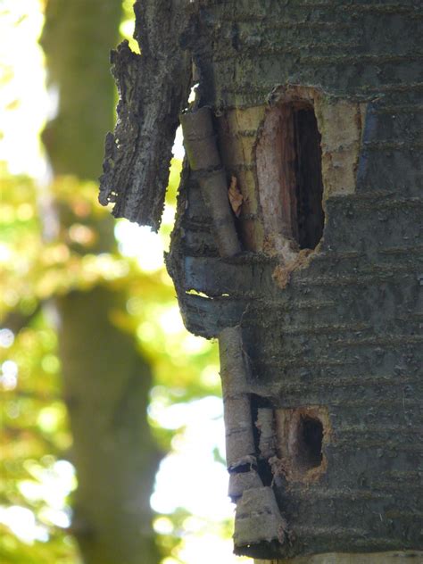 Free Images : tree, branch, wood, texture, leaf, hole, trunk, land ...