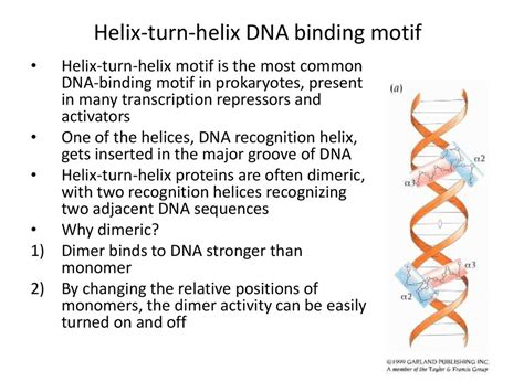 A promoter, an operator and regulatory proteins - online presentation