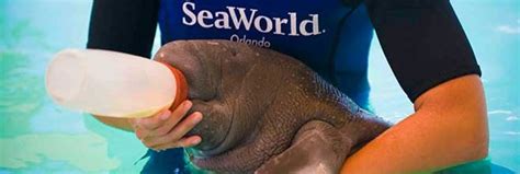 ‘NO SMALL MISSION’: SeaWorld Conservation Fund marks milestone – Travel Industry Today