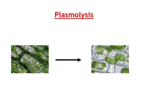 PPT - Plasmolysis Lab PowerPoint Presentation, free download - ID:270118