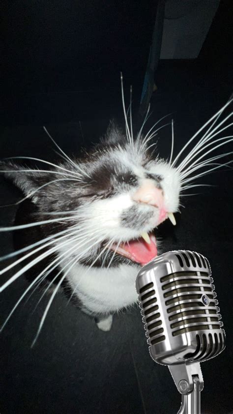 cat singing passionately into a microphone. Silly Animal Pictures, Cute ...