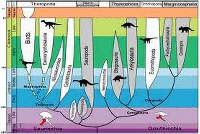 Evolution Tree - Dinosaur Evolution