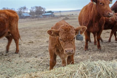 Preparing for calving season | UNL Beef