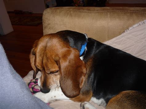 Bagle Hound | Basset hound, Puggle, Puppies