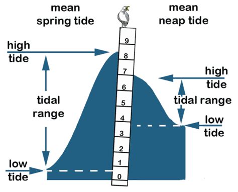 local tide tables