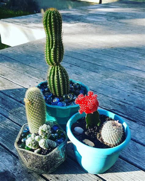 My summer cacti growth. : r/cactus