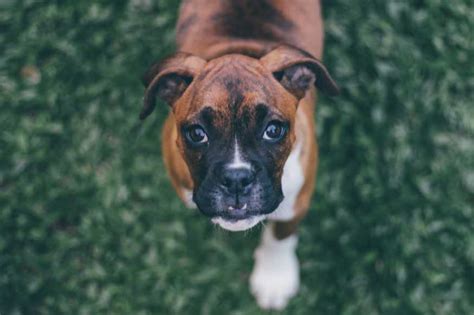 Various Boxer dog facts - Find Facts