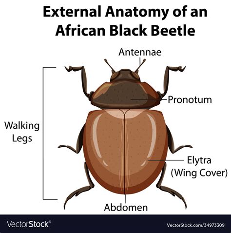 Beetle Wings Anatomy