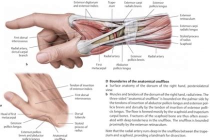 Anatomical Snuffbox Anatomy and Significance, Snuff Box