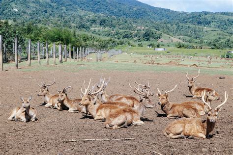 Visit to the deer farm in Ocampo, Camarines Sur – The Girl with the Muji Hat