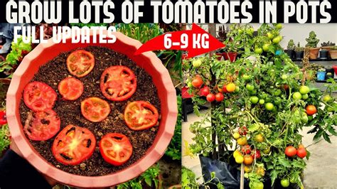 How To Grow Tomatoes At Home (SEED TO HARVEST) - YouTube