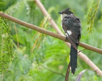 Jacobin Cuckoo – Singapore Birds Project