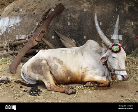 Zebu bull in India Stock Photo - Alamy